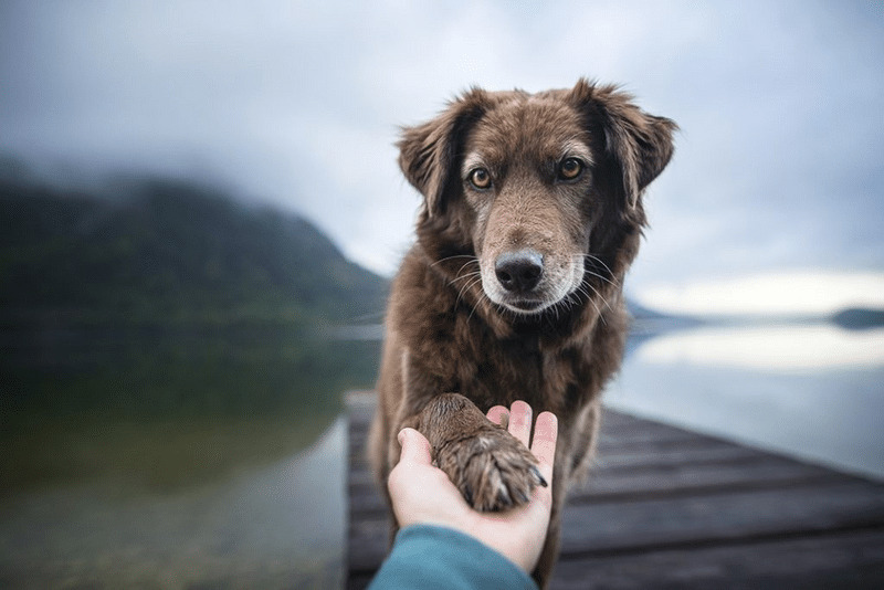 Dog and hand